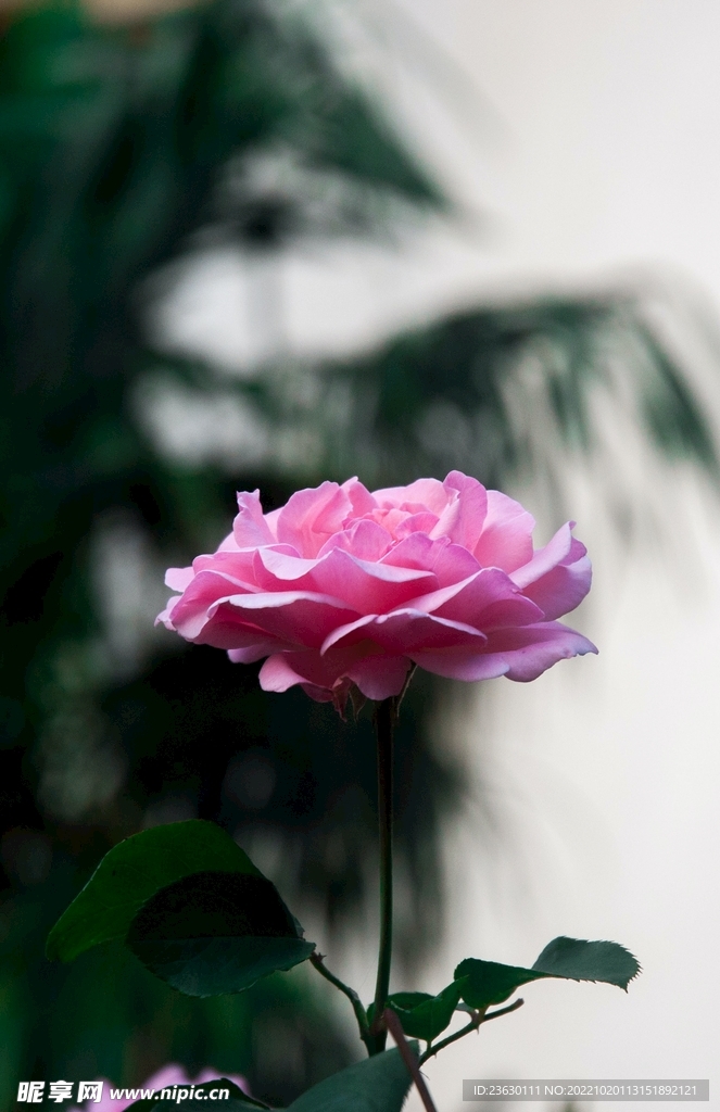 鲜花特写