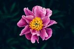紫色鲜花