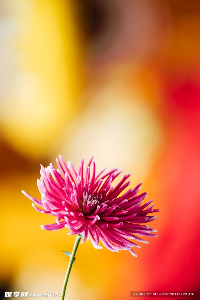 花朵特写