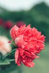 牡丹花