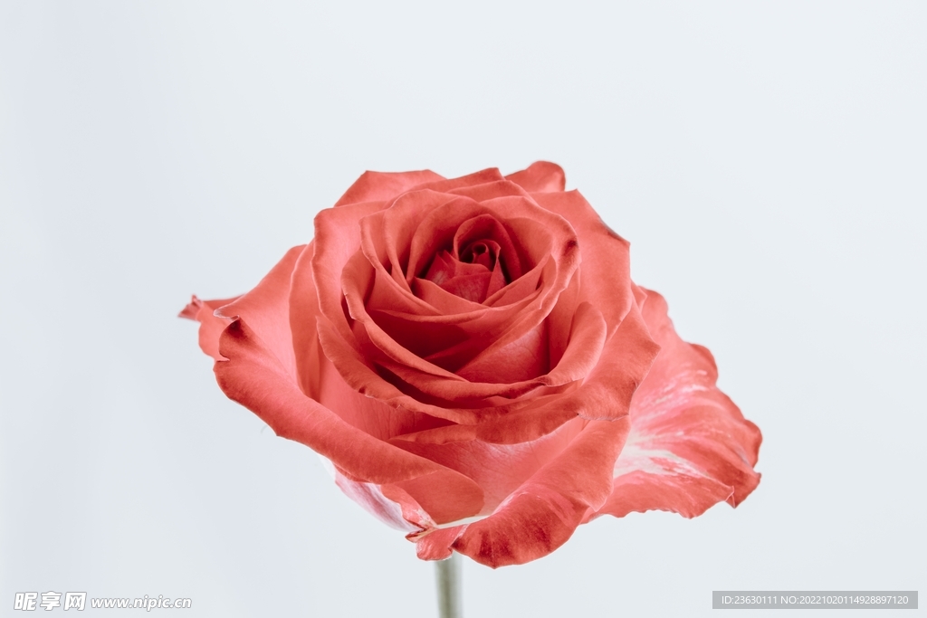 鲜花 月季