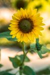 太阳花
