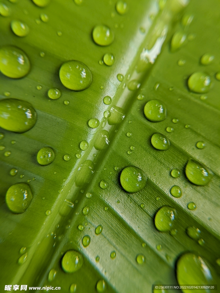 水珠