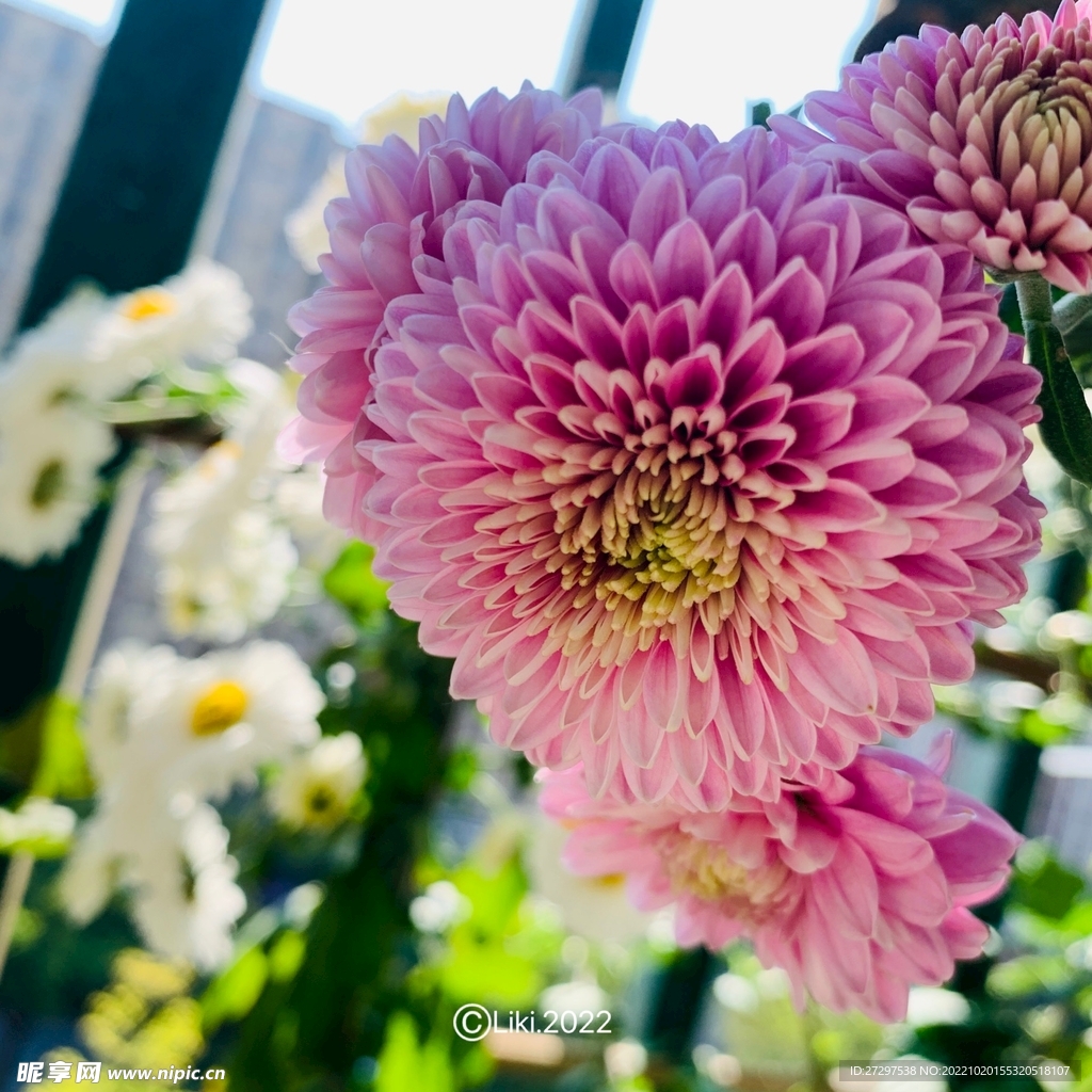 菊花