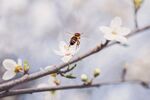 蜜蜂采蜜