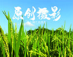 稻田背景