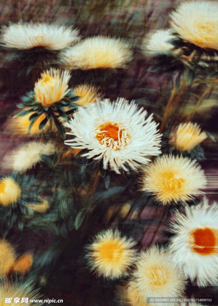菊花