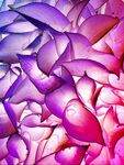 紫色花瓣