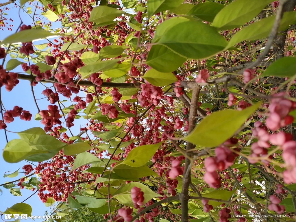 山茱萸