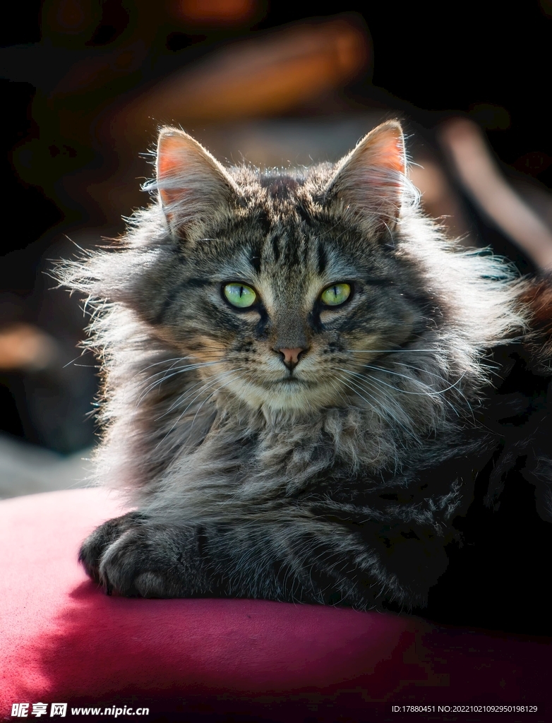 猫