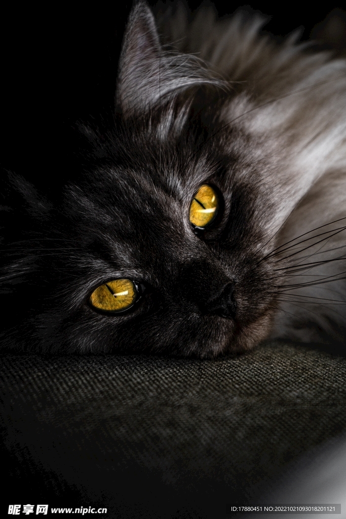 猫