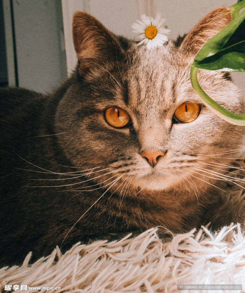 猫