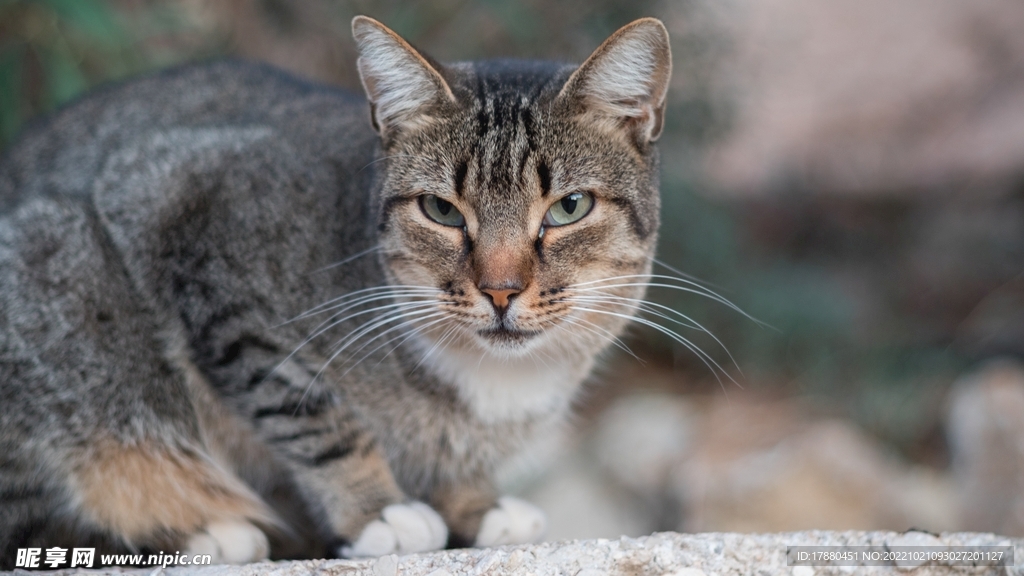 猫