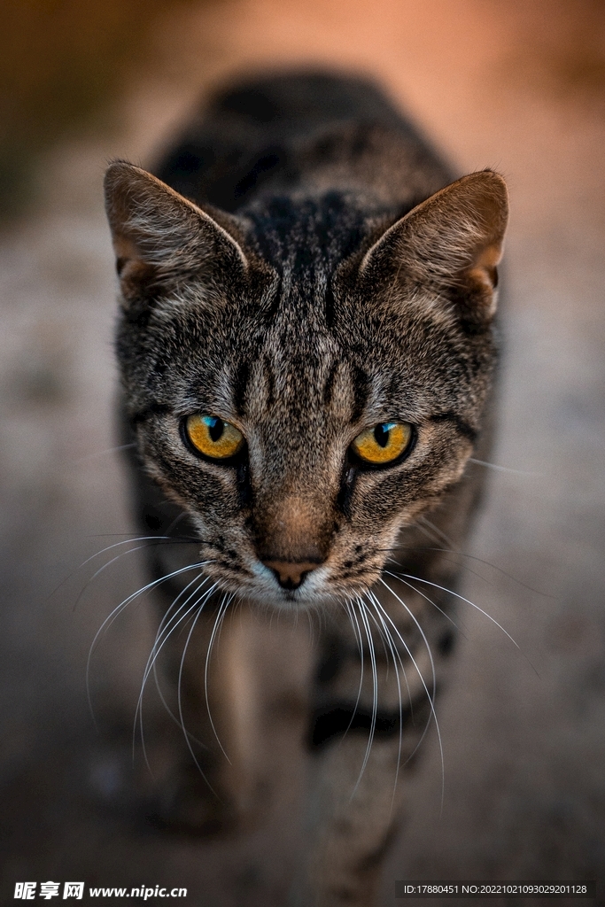 猫