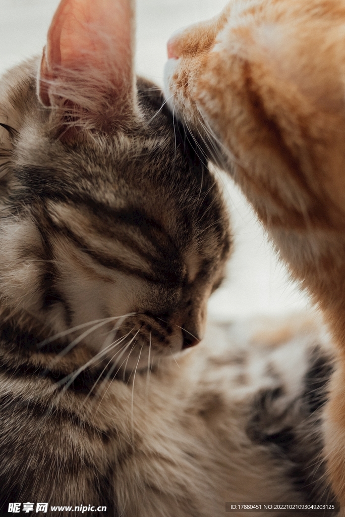 猫