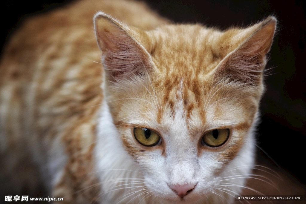 猫