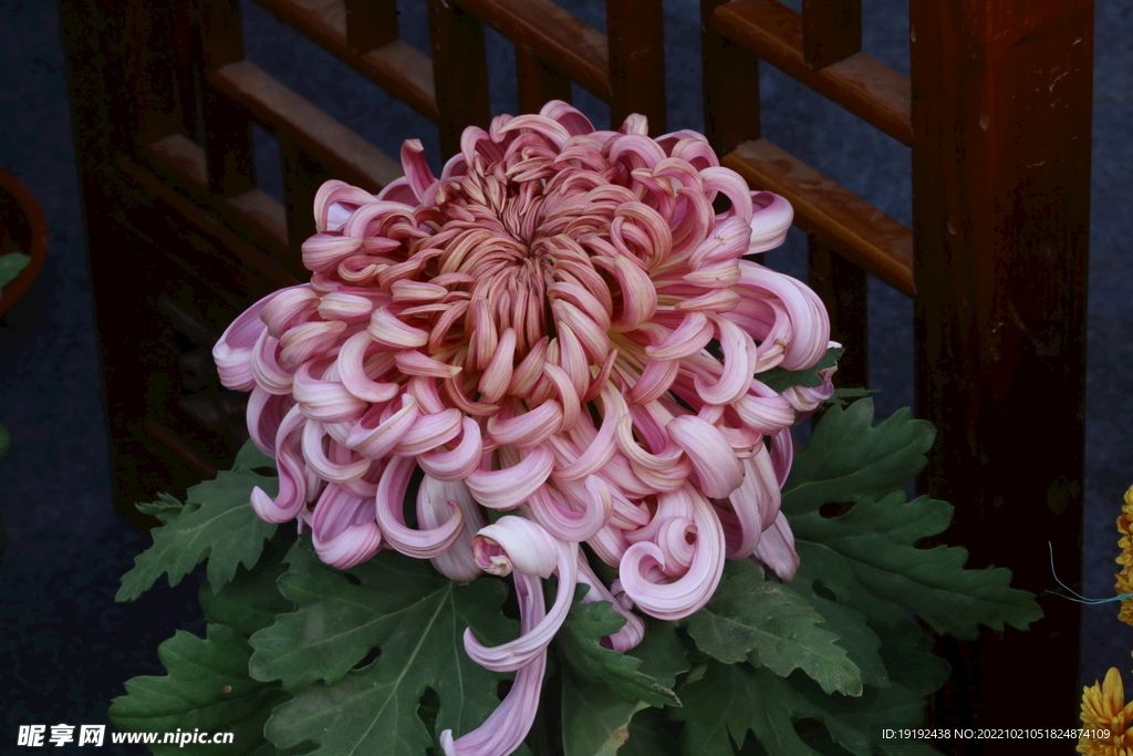 菊花  