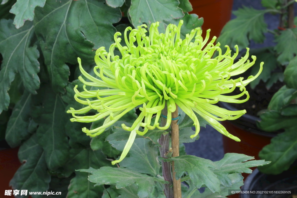 菊花 