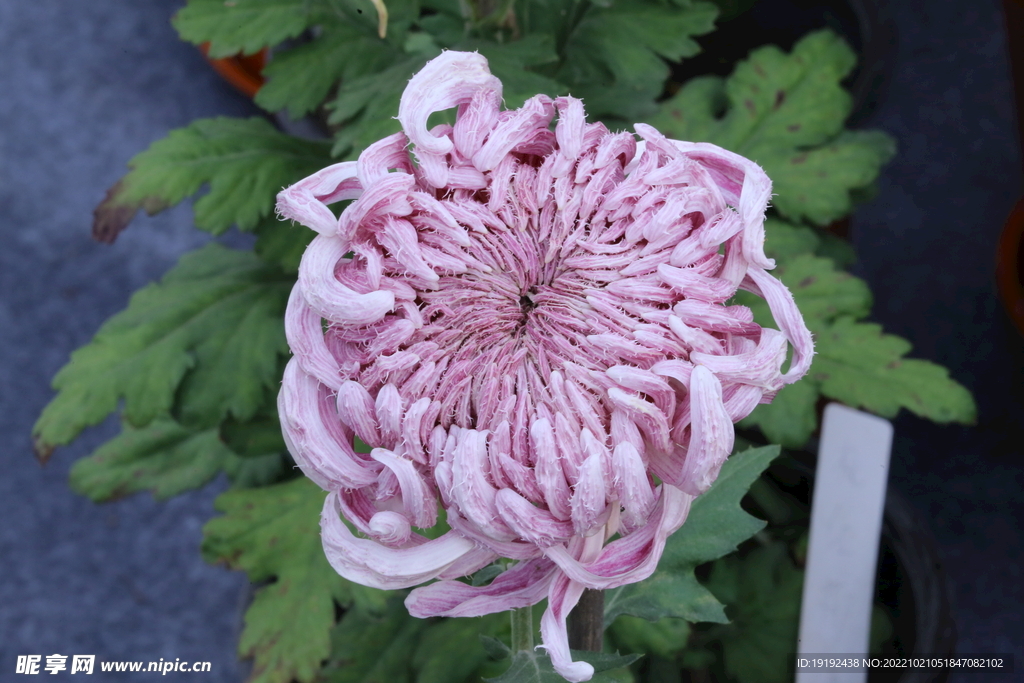 菊花 