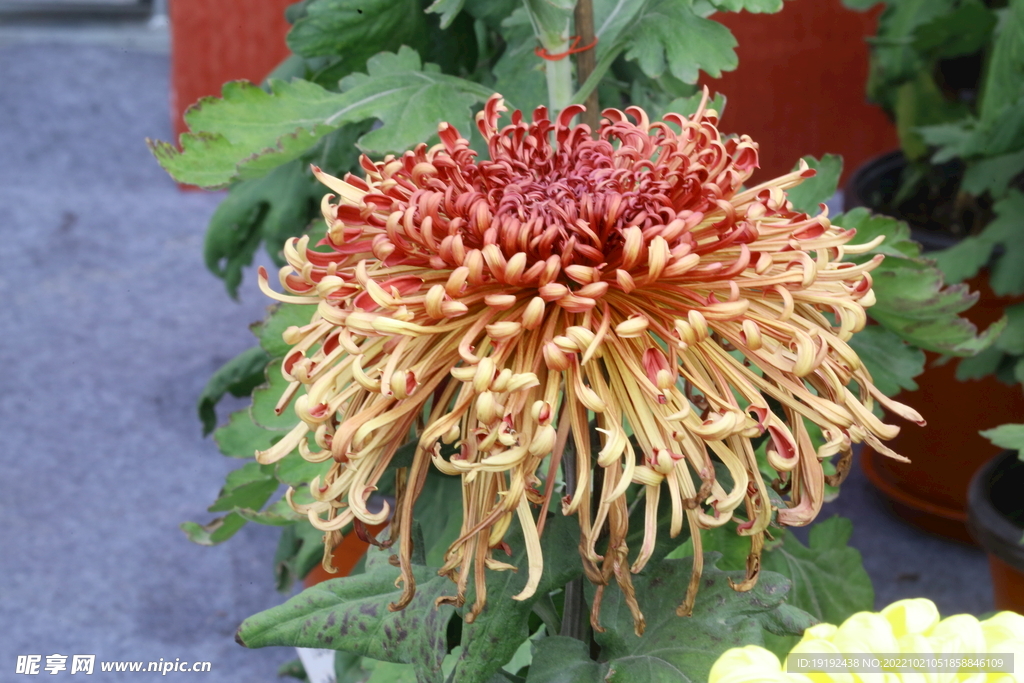 菊花  