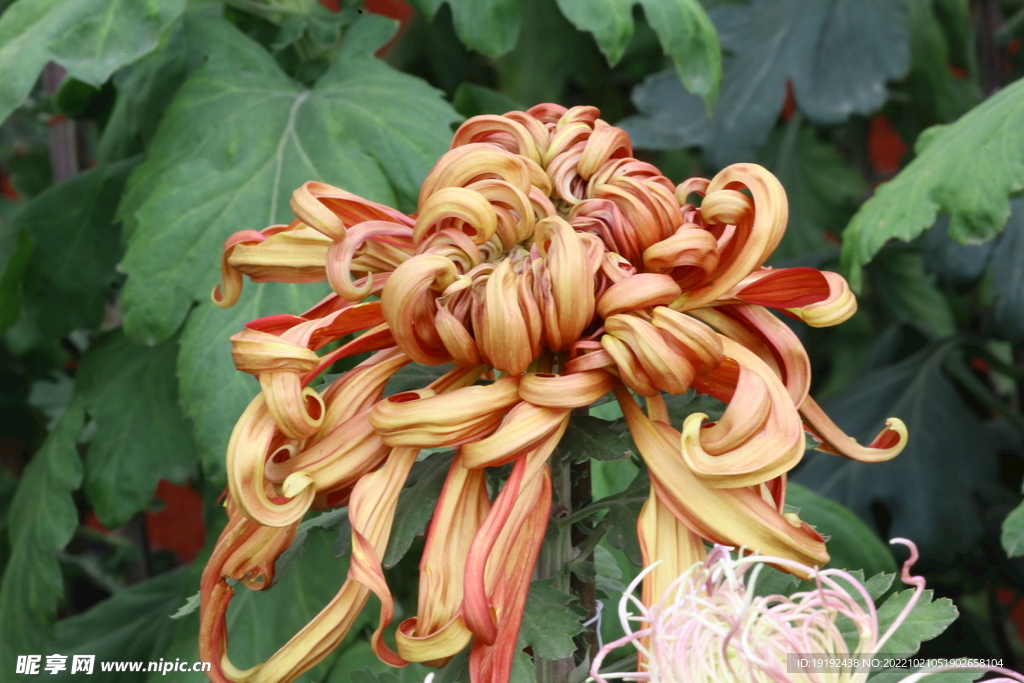 菊花  
