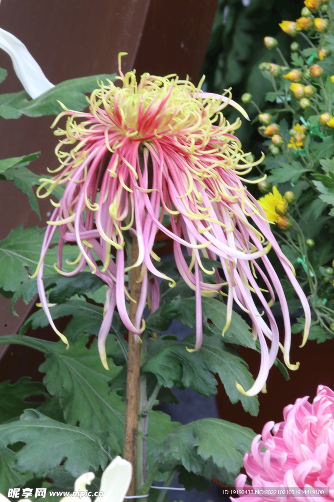 菊花  