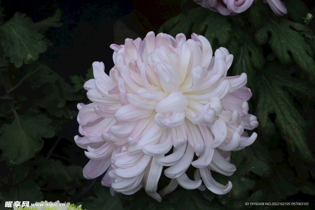 菊花  