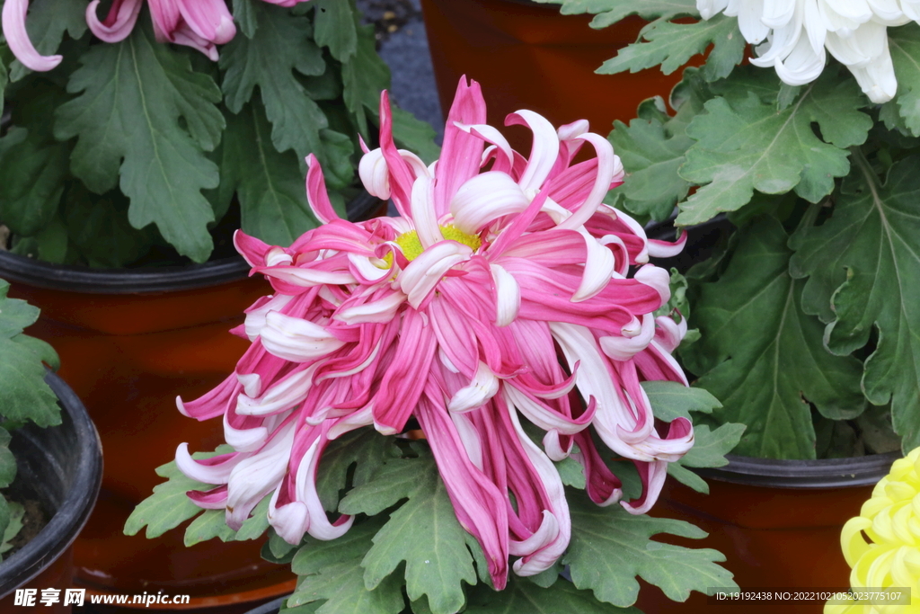 菊花  