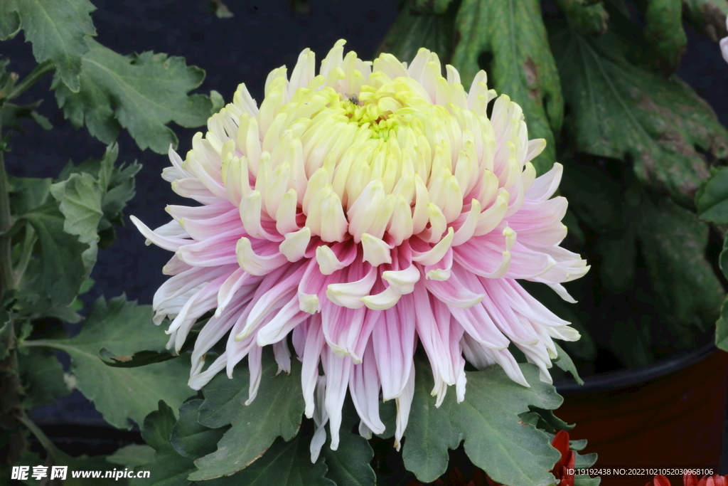 菊花 