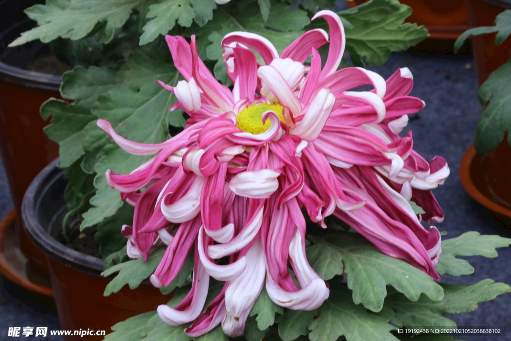 菊花  
