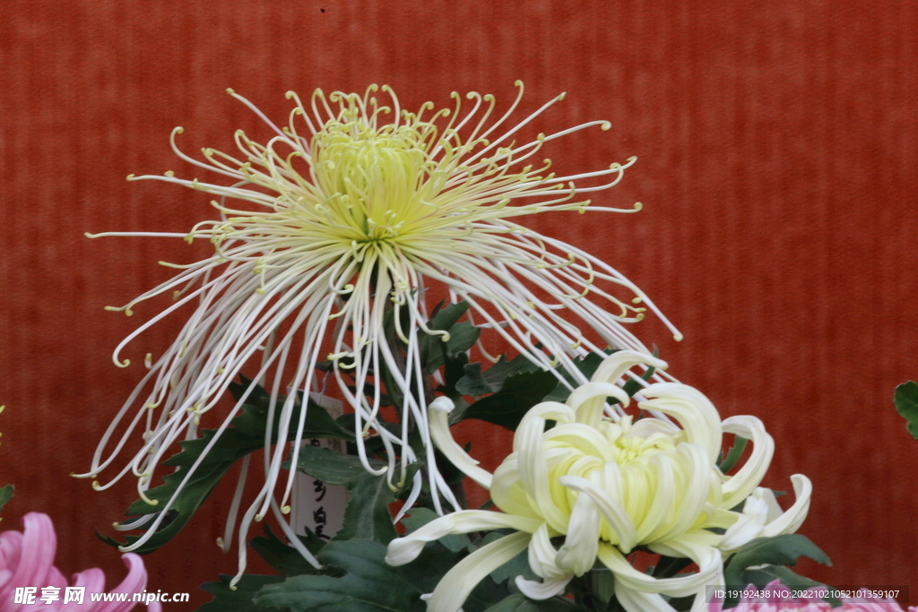 菊花  