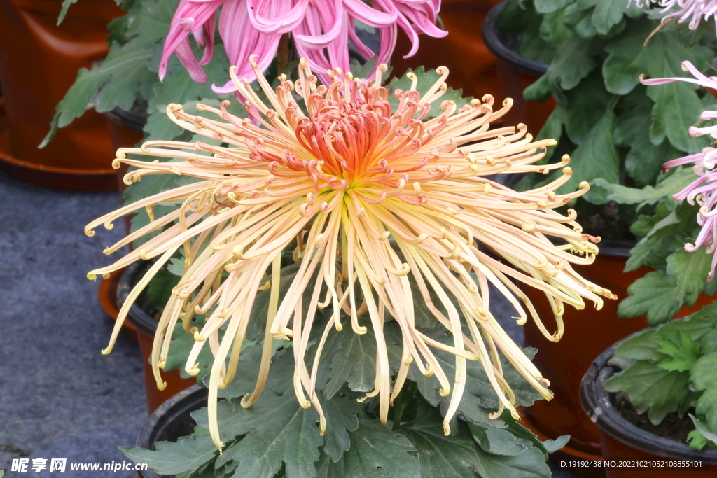 菊花