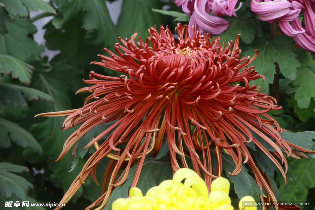 菊花  