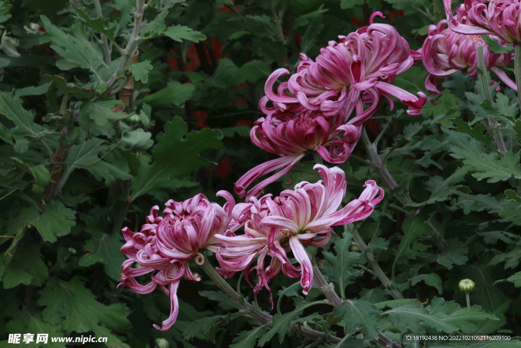 菊花 