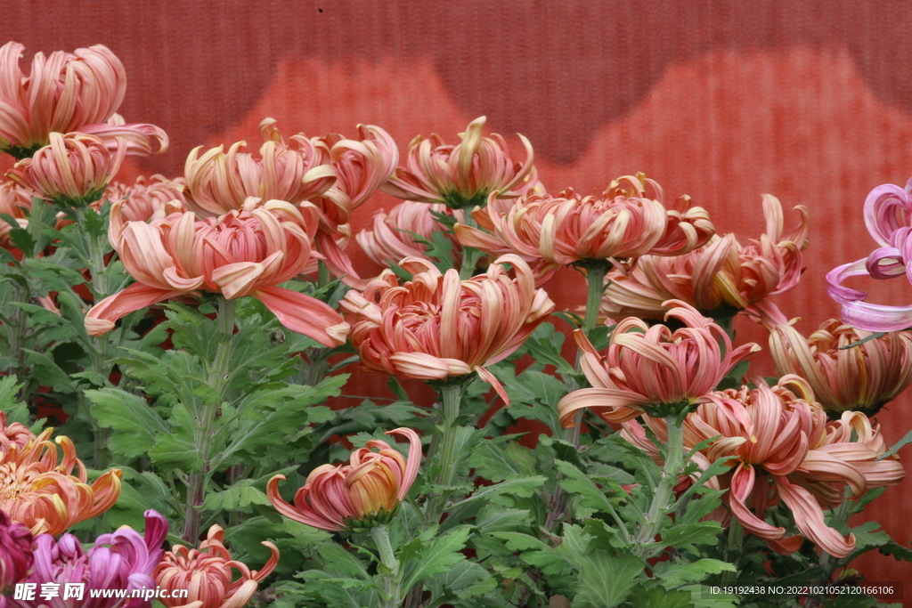 菊花  