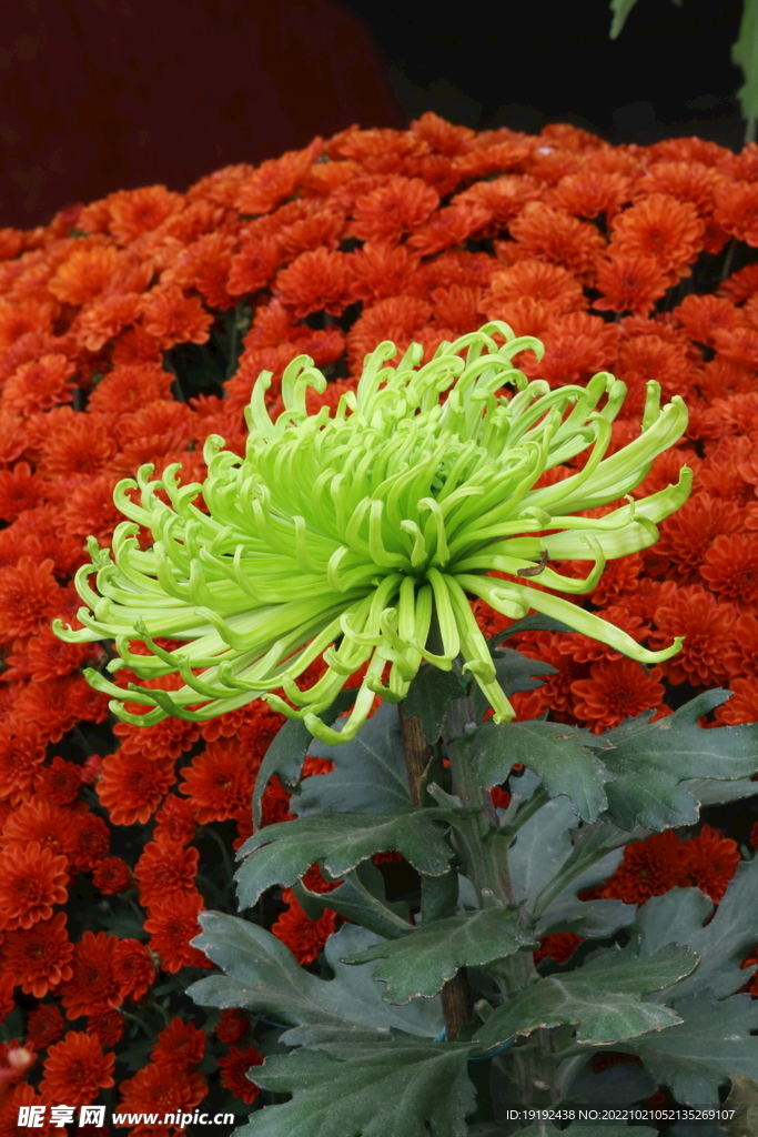 菊花  