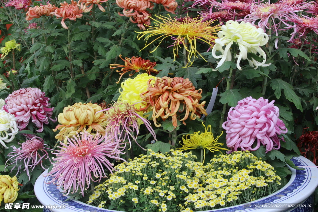 菊花  