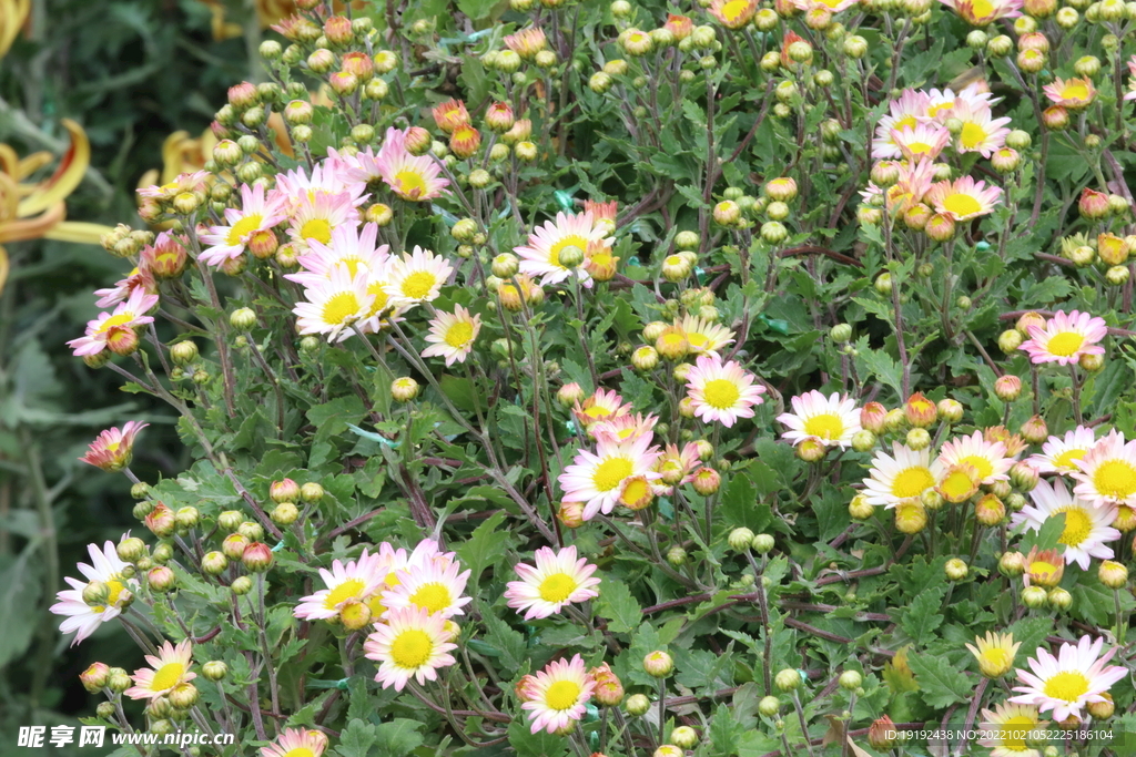菊花  