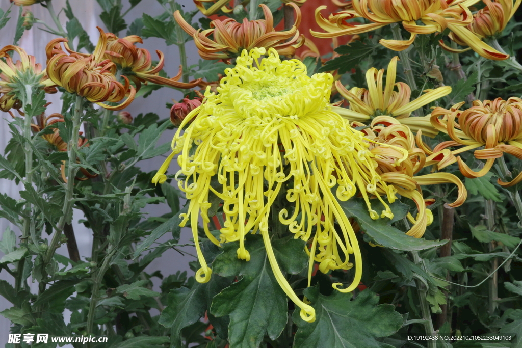 菊花  