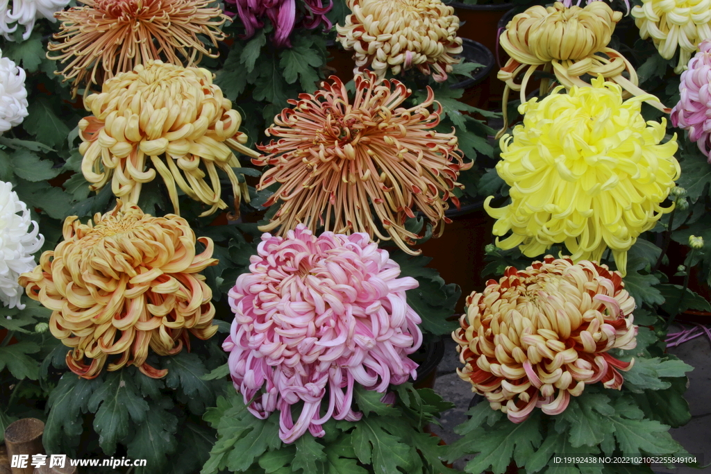 菊花  