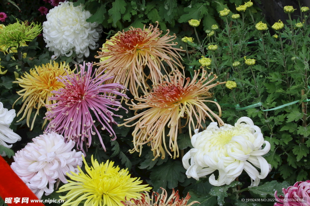 菊花 