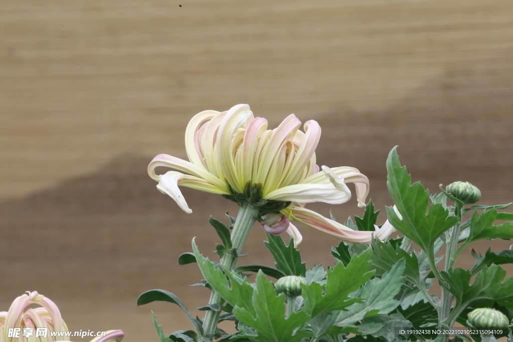菊花  
