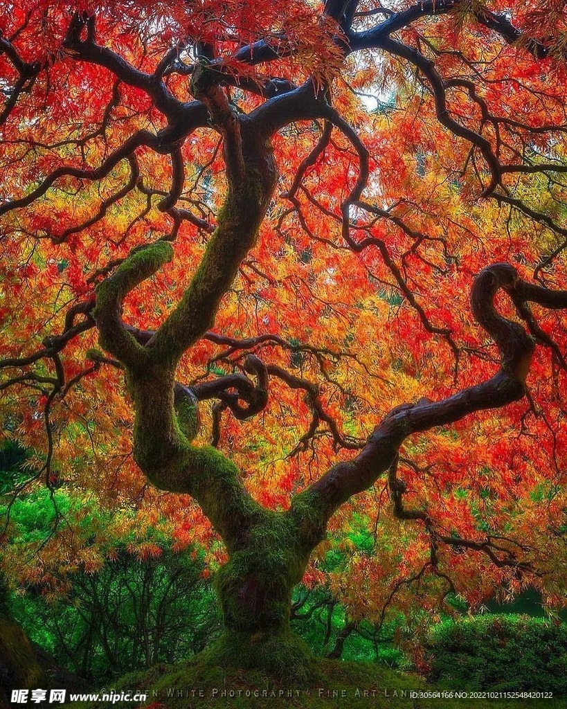 秋季森林树木