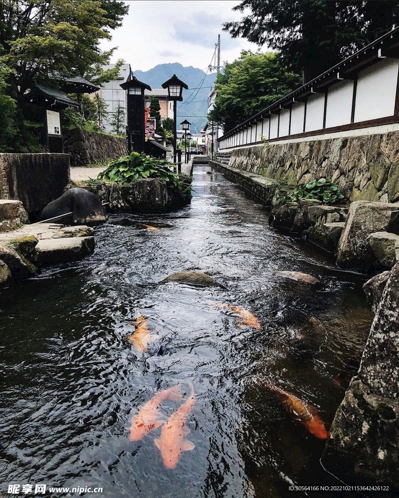 池塘鲤鱼