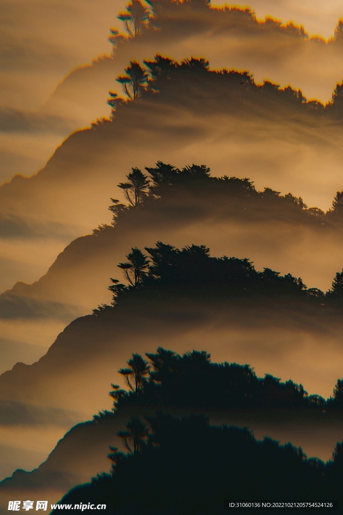 树
