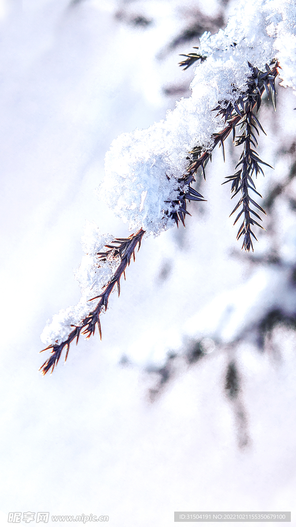 立冬立秋冬天下雪图片