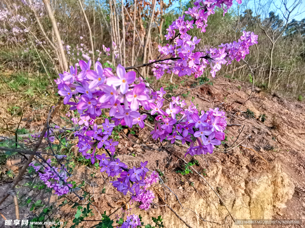 芫花