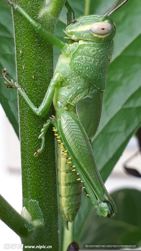 蝗虫