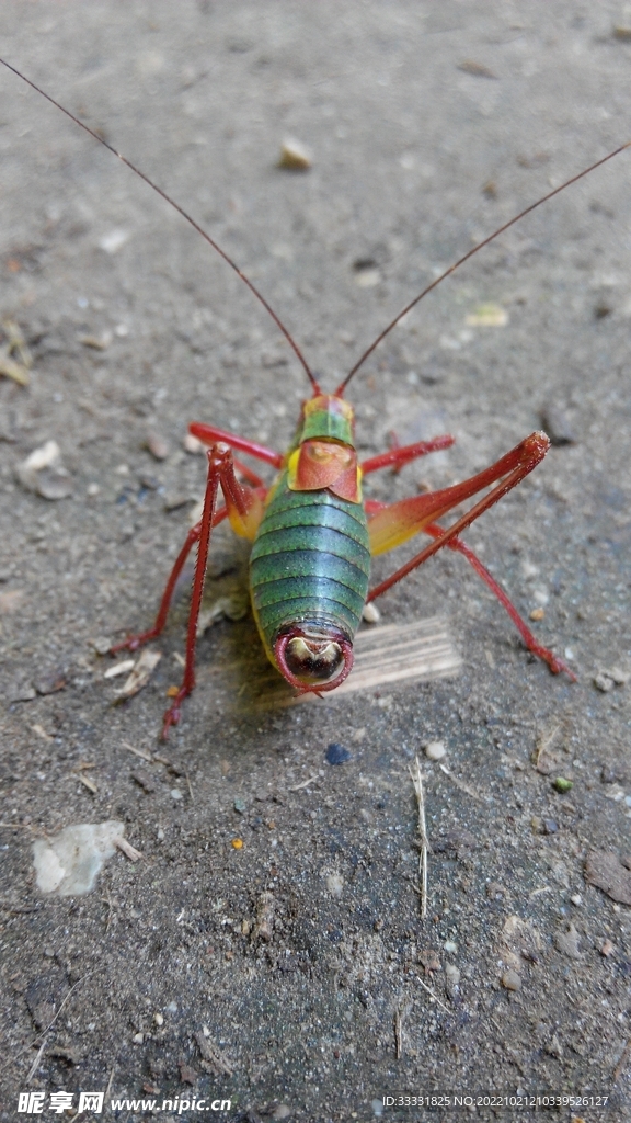 蝗虫