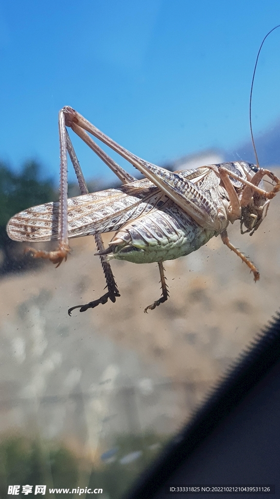 蝗虫